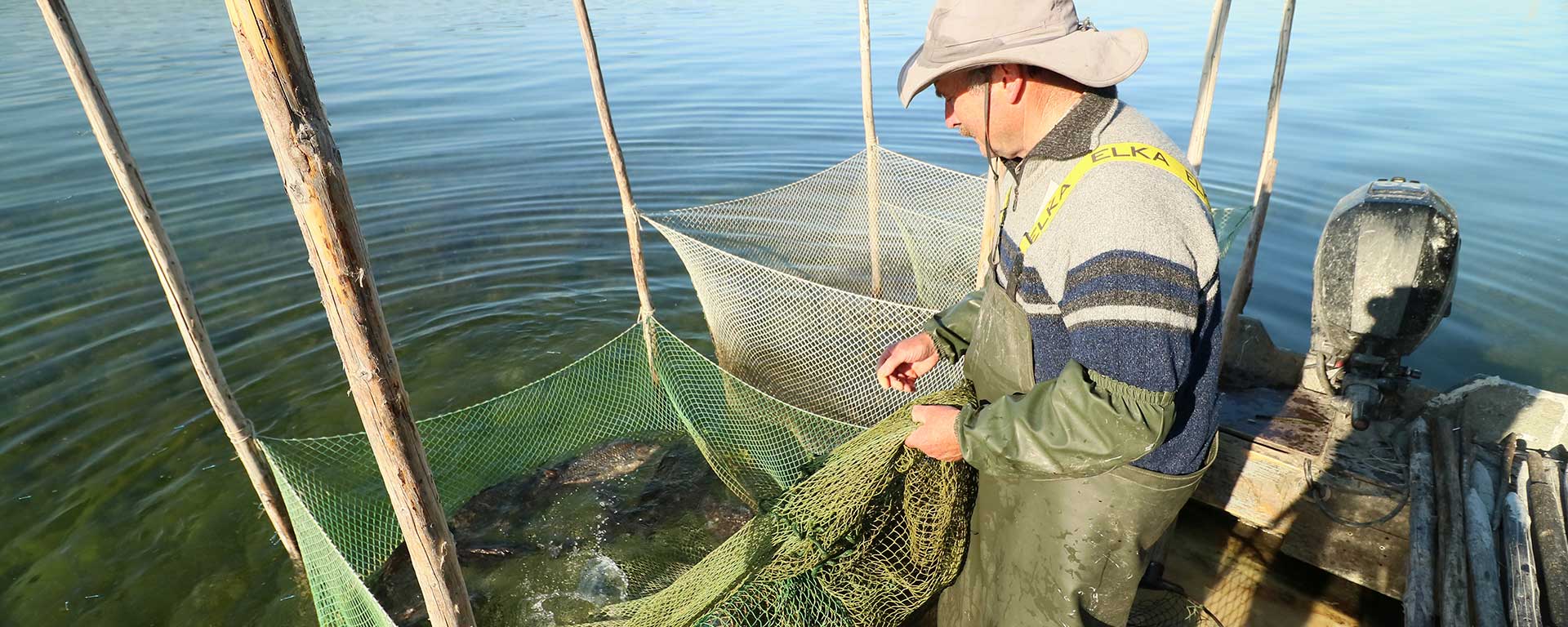 Fischer Georg fischt jeden Tag frischen Bodenseefisch für das Fischrestaurant "Georgs Fischerhütte" Reichenau/ Konstanz